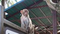 A cute monkey. China, Hainan