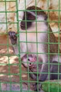 Cute monkey sitting in cage on farm Royalty Free Stock Photo