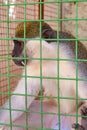 Cute monkey sitting in cage on farm Royalty Free Stock Photo