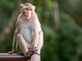Cute monkey sitting on the fence Royalty Free Stock Photo