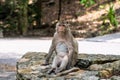 Cute monkey. Sitting in the jungle and looking away. Royalty Free Stock Photo