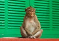 Cute monkey Royalty Free Stock Photo