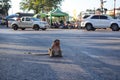 A cute monkey sitting in the middle of the road With a car running back and forth in Thailand