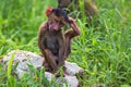 Cute monkey sitting on a rock in a forest in Tanzania Royalty Free Stock Photo
