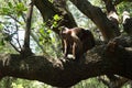 Cute monkey sitting on a tree Royalty Free Stock Photo