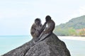Cute monkeys on the beach in Kuantan.