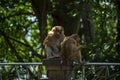 Cute monkeys in the park in Thailand, Phuket