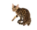 Cute 5 month old Bengal kitten with large rosettes isolated on white background