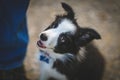 Border collie puppy