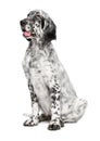 Cute 4 months old english setter puppy Royalty Free Stock Photo