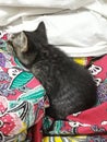 Cute 2 months old gray tabby kitten small baby cat lay on human lap kain batik comfortably sleeping snoozing warmth