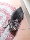 Cute 2 months old gray tabby kitten small cat stumpy short no tail like duck on red mat sad face look like want to cry at camera