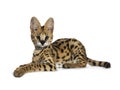 Cute 6 months young Serval cat kitten, Isolated on white background. Royalty Free Stock Photo