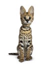 Cute 6 months young Serval cat kitten, Isolated on white background. Royalty Free Stock Photo