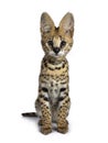 Cute 6 months young Serval cat kitten, Isolated on white background. Royalty Free Stock Photo