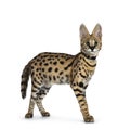 Cute 6 months young Serval cat kitten, Isolated on white background. Royalty Free Stock Photo