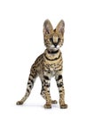 Cute 6 months young Serval cat kitten, Isolated on white background. Royalty Free Stock Photo