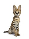 Cute 6 months young Serval cat kitten, Isolated on white background. Royalty Free Stock Photo