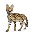 Cute 6 months young Serval cat kitten, Isolated on white background. Royalty Free Stock Photo