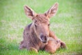 Cute Moose Calf