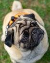 cute mops pug dog looking up to his trainer close up