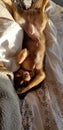 Cute morning dog wake Royalty Free Stock Photo