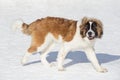 Cute moscow watchdog puppy is walking on white snow in the winter park. Pet animals