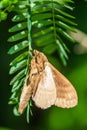 Cute moth on green leaf