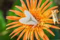 Cute moth on orange flower