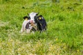 Cute a mother cow ruminant on daisies and green grass. Royalty Free Stock Photo