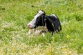 Cute a mother cow ruminant on daisies and green grass. Royalty Free Stock Photo