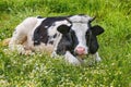 Cute a mother cow ruminant on daisies and green grass. Royalty Free Stock Photo