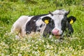 Cute a mother cow ruminant on daisies and green grass. Royalty Free Stock Photo