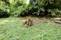 Cute mother monkey eating coconut with children on grass.