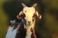 Cute mottled goat kid Royalty Free Stock Photo