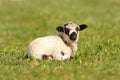 Cute mottled lamb Royalty Free Stock Photo