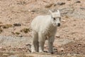 Cute Young Mountain Goat Kid Royalty Free Stock Photo