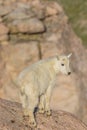 Cute Mountain Goat Kid in Colorado Royalty Free Stock Photo