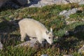 Cute Mountain Goat Kid in Colorado in Summer Royalty Free Stock Photo