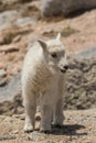 Cute Mountain Goat Kid Royalty Free Stock Photo