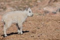 Cute Young Mountain Goat Kid Royalty Free Stock Photo