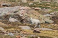 Cute Young Mountain Goat Kid Running Royalty Free Stock Photo