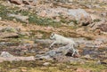 Mountain Goat Kid Running Royalty Free Stock Photo