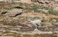 Mountain Goat Kid Running Royalty Free Stock Photo