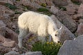 Cute Mountain Goat Kid in Summer Royalty Free Stock Photo