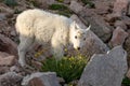 Cute Mountain Goat Kid in Summer Royalty Free Stock Photo