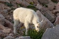 Cute Mountain Goat Kid Royalty Free Stock Photo