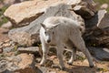 Cute Mountain Goat Kid in Summer Royalty Free Stock Photo