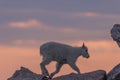 Cute Mountain Goat Kid at Sunset Royalty Free Stock Photo