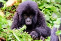 Cute mountain gorilla baby